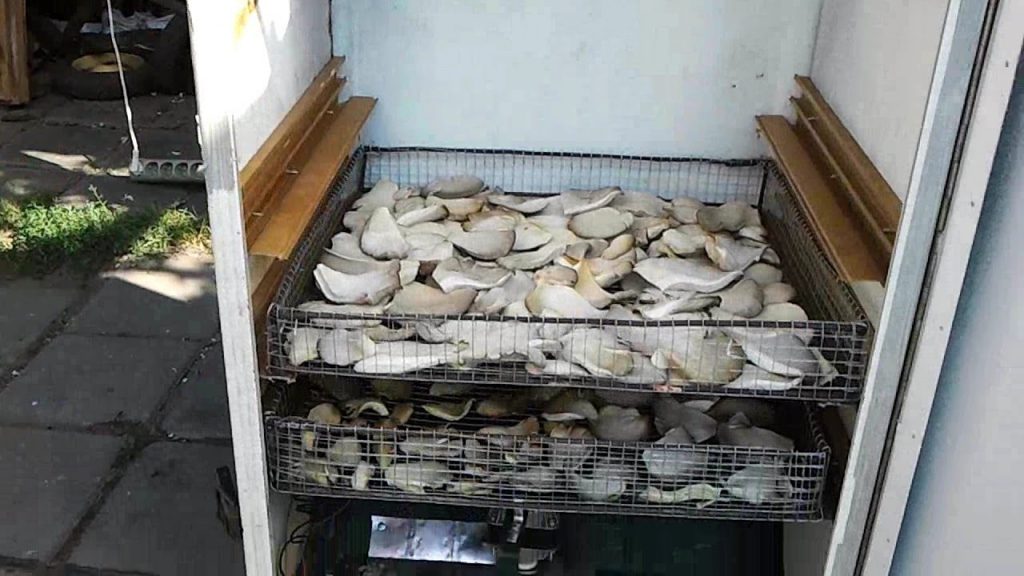 Come sbarazzarsi di un vecchio frigorifero: norme sullo smaltimento in conformità con la legge, aziende per la ricezione di vecchie apparecchiature, opzioni fatte in casa