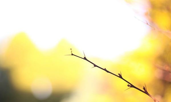 Qual è il diaframma nella fotocamera?