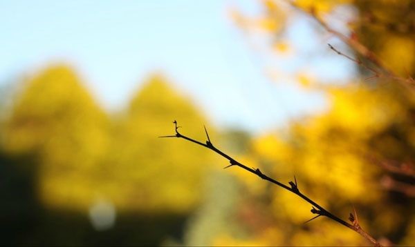 Qual è il diaframma nella fotocamera?