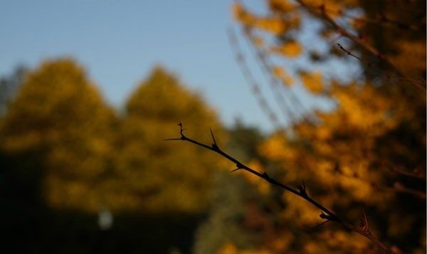 Qual è il diaframma nella fotocamera?