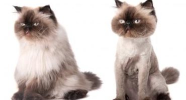 Scegliere il miglior tagliatore di animali, i pro ei contro